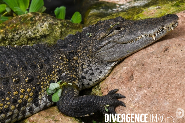 A la découverte de la ferme aux crocodiles