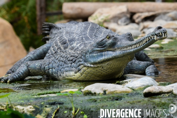 A la découverte de la ferme aux crocodiles