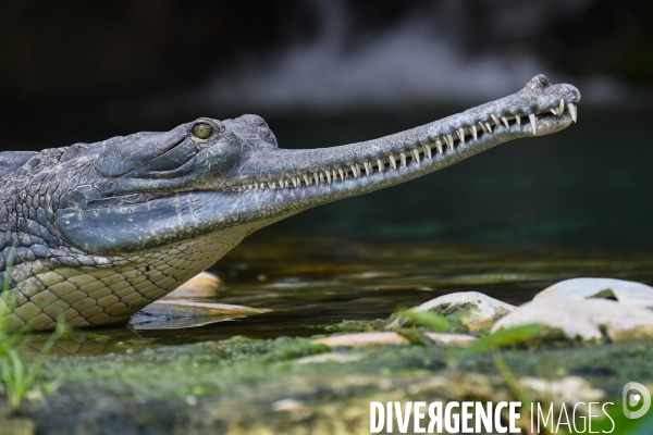 A la découverte de la ferme aux crocodiles