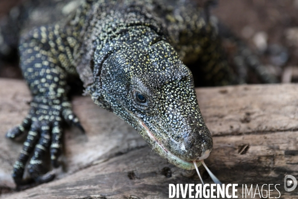 A la découverte de la ferme aux crocodiles