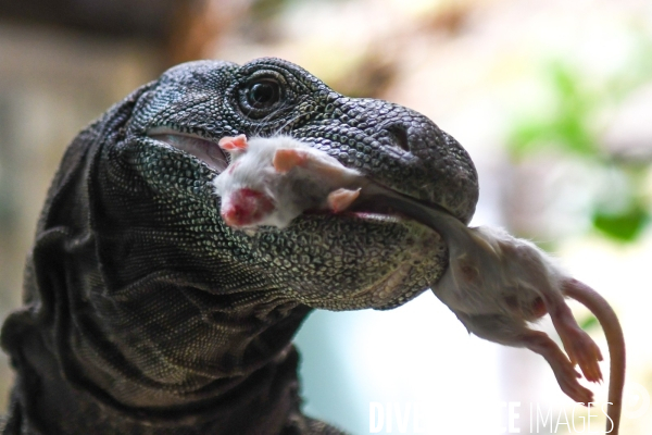 A la découverte de la ferme aux crocodiles