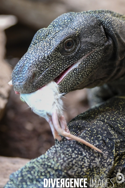 A la découverte de la ferme aux crocodiles