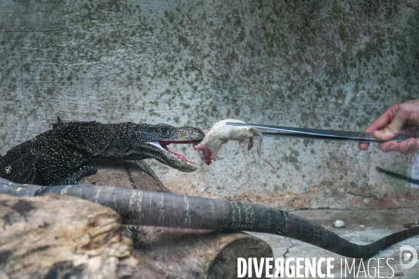 A la découverte de la ferme aux crocodiles