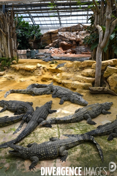 A la découverte de la ferme aux crocodiles