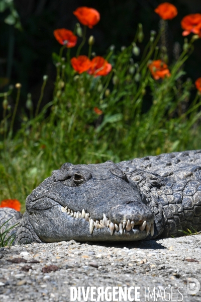 A la découverte de la ferme aux crocodiles