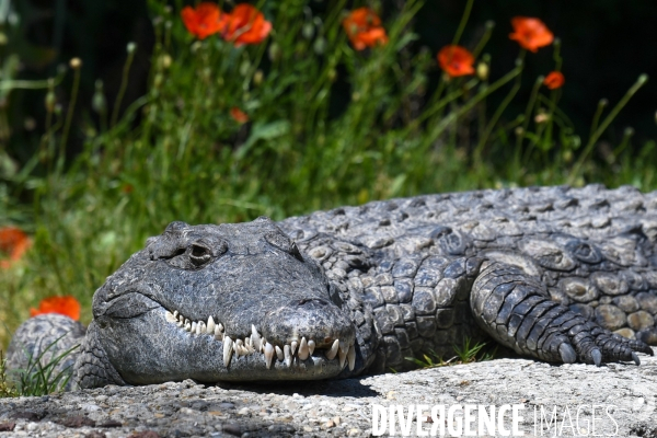 A la découverte de la ferme aux crocodiles