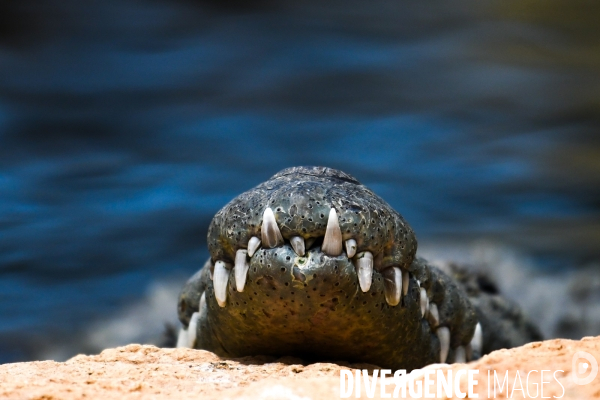 A la découverte de la ferme aux crocodiles