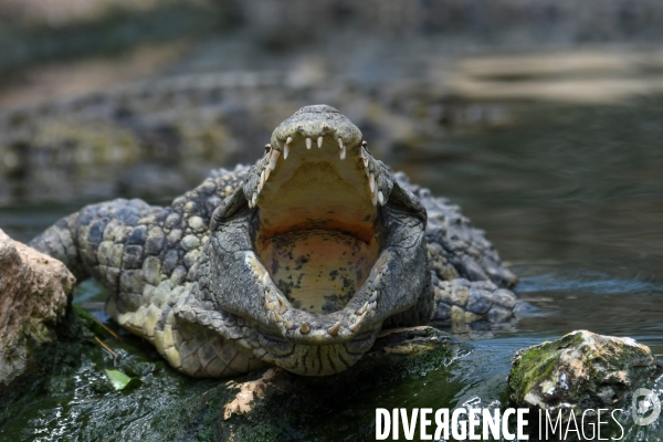 A la découverte de la ferme aux crocodiles