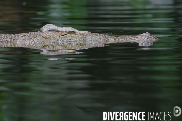 A la découverte de la ferme aux crocodiles