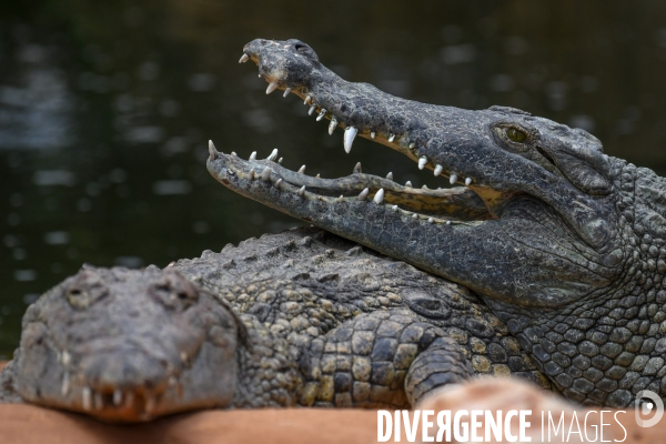 A la découverte de la ferme aux crocodiles