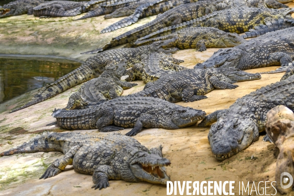 A la découverte de la ferme aux crocodiles