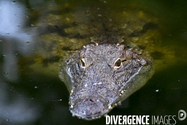 A la découverte de la ferme aux crocodiles