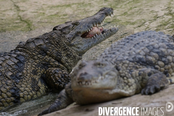 A la découverte de la ferme aux crocodiles