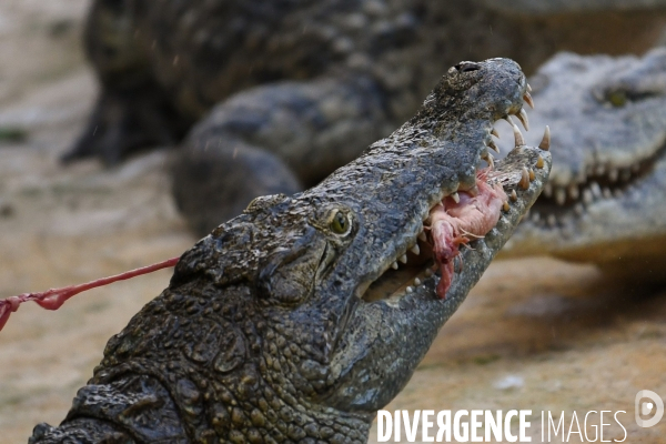 A la découverte de la ferme aux crocodiles