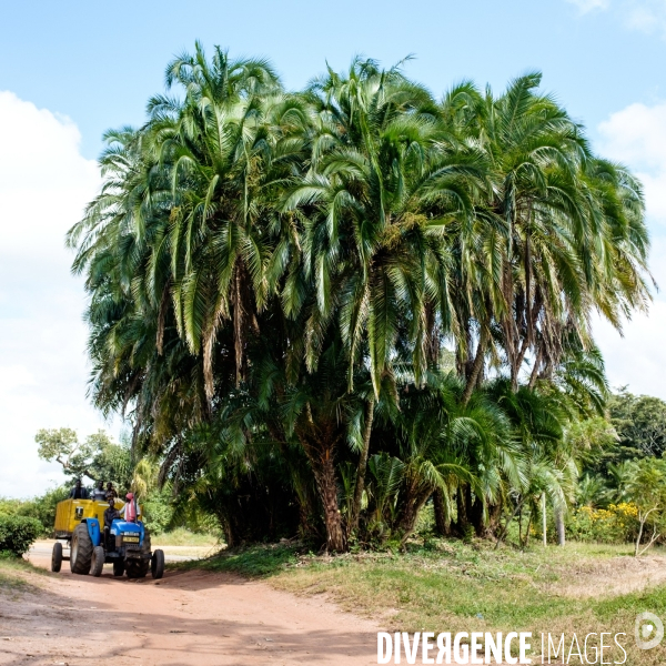 Région de Thyolo, Malawi