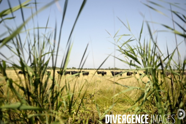 Campagne et terroir - CAMARGUE