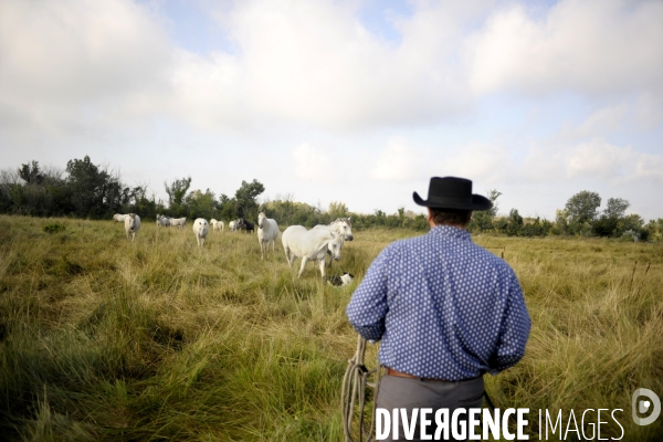 Campagne et terroir - CAMARGUE