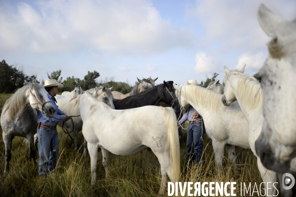 Campagne et terroir - CAMARGUE