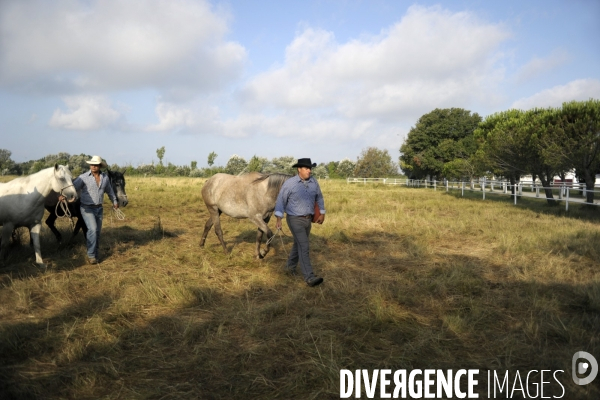 Campagne et terroir - CAMARGUE