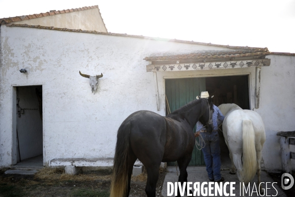 Campagne et terroir - CAMARGUE