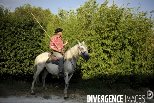 Campagne et terroir - CAMARGUE