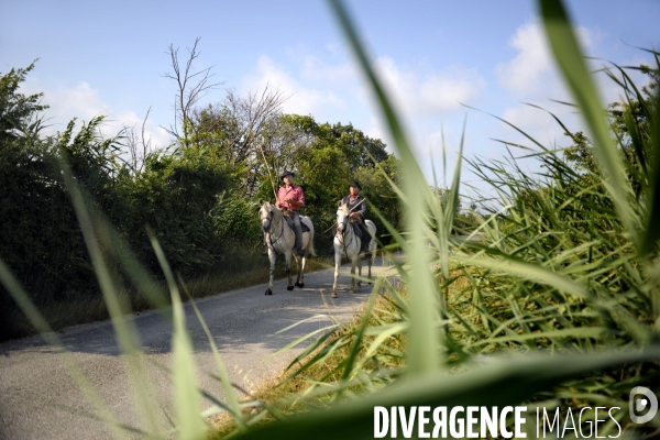 Campagne et terroir - CAMARGUE