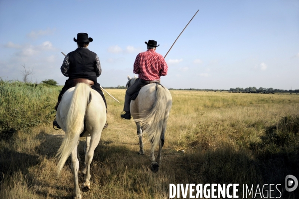 Campagne et terroir - CAMARGUE