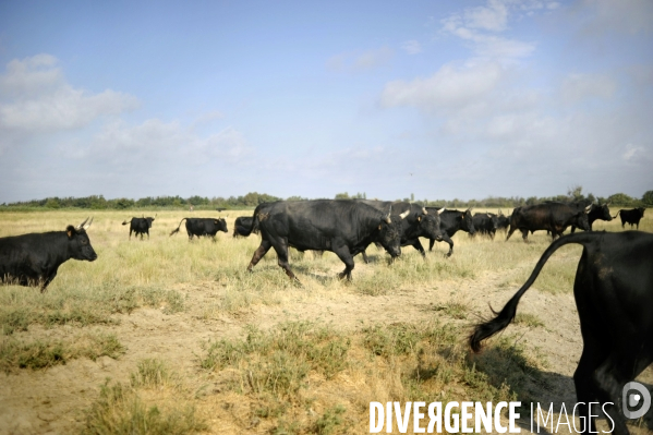 Campagne et terroir - CAMARGUE