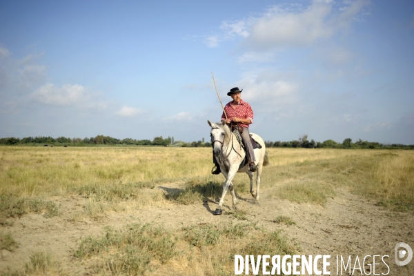 Campagne et terroir - CAMARGUE