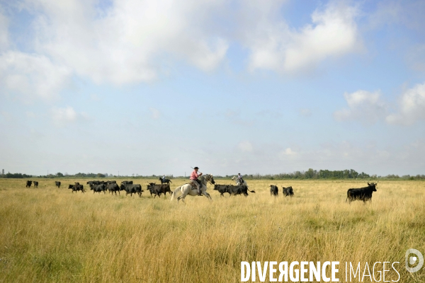 Campagne et terroir - CAMARGUE