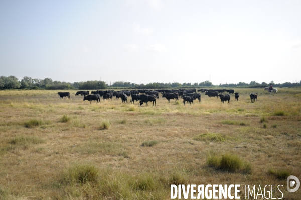 Campagne et terroir - CAMARGUE