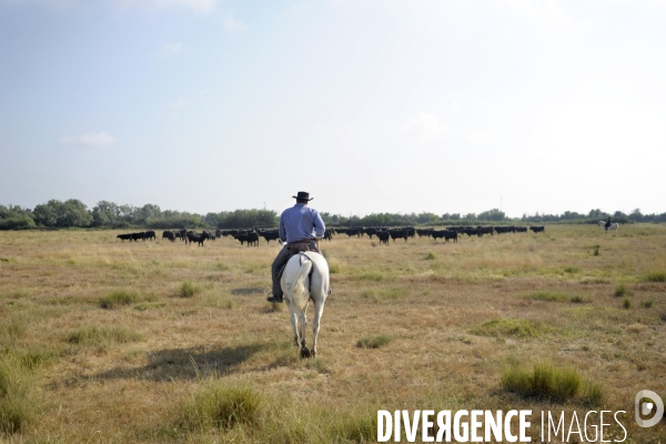 Campagne et terroir - CAMARGUE