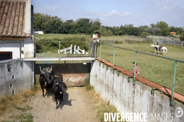 Campagne et terroir - CAMARGUE