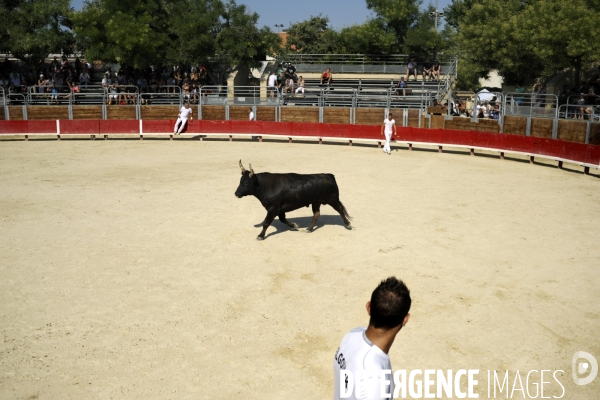 Campagne et terroir - CAMARGUE