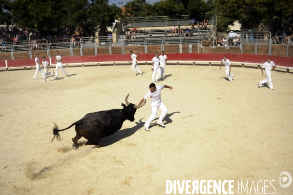 Campagne et terroir - CAMARGUE