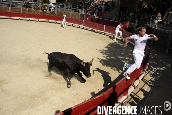 Campagne et terroir - CAMARGUE