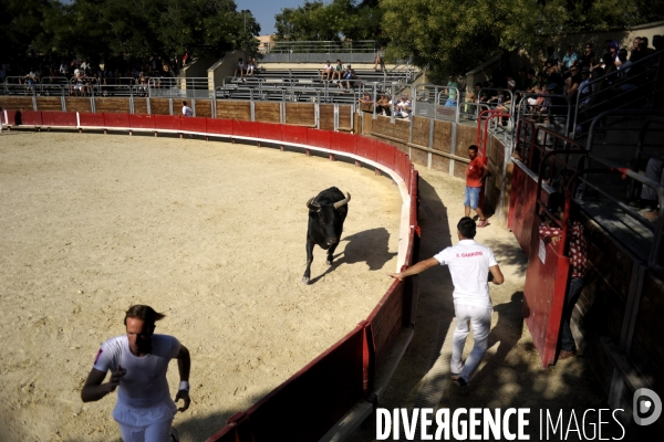 Campagne et terroir - CAMARGUE