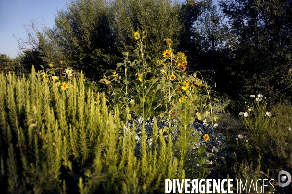 Campagne et terroir - CAMARGUE