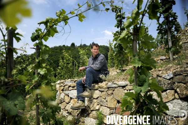 Viticulture -  SAINT JOSEPH