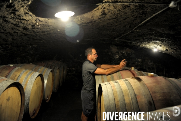 Viticulture -  SAINT JOSEPH