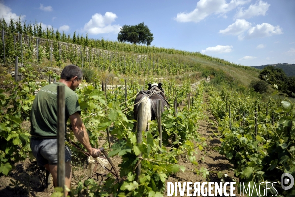 Viticulture -  SAINT JOSEPH