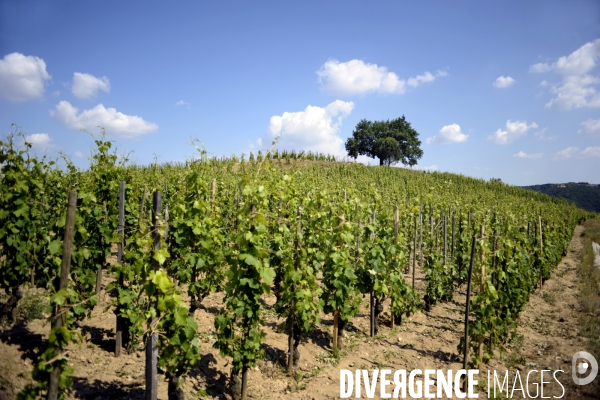 Viticulture -  SAINT JOSEPH