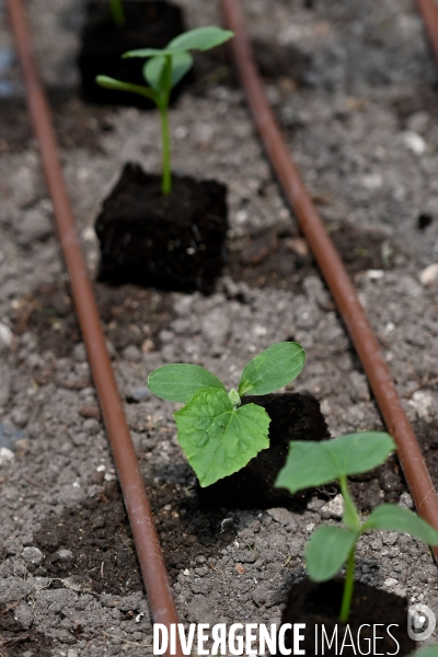 Les jardins potagers de Chambord