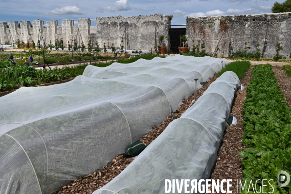 Les jardins potagers de Chambord