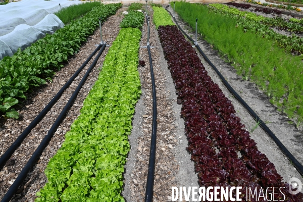 Les jardins potagers de Chambord