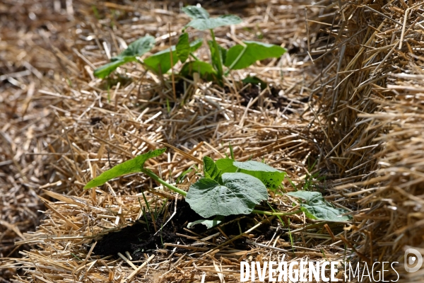 Les jardins potagers de Chambord