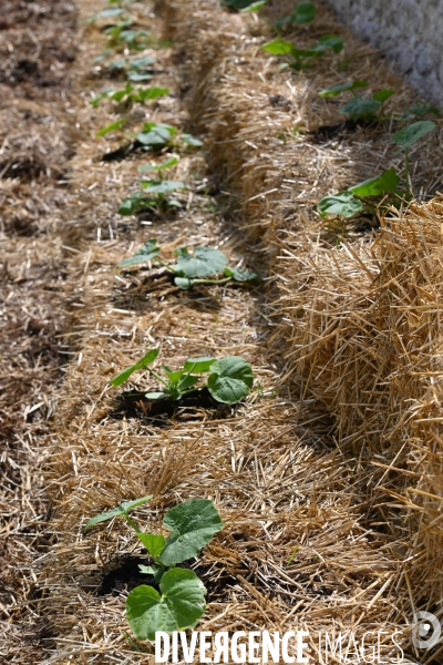 Les jardins potagers de Chambord