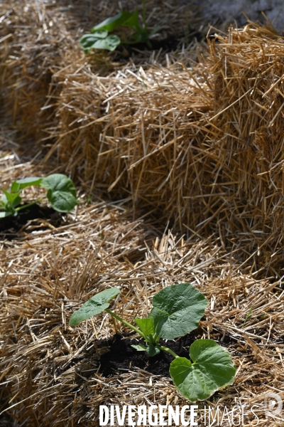 Les jardins potagers de Chambord