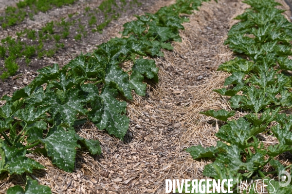 Les jardins potagers de Chambord