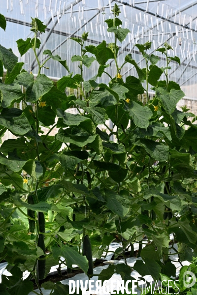 Les jardins potagers de Chambord